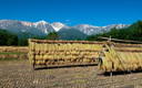 稲架掛けと白馬連峰