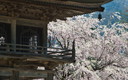 長谷寺山門と枝垂桜