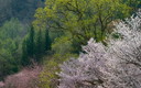 桜と新緑の山肌