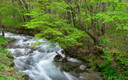 新緑の木流川