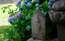 アジサイの花と石仏