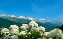 白いアジサイと白馬三山