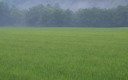 朝雨の水田