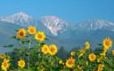 朝日に輝くヒマワリと白馬三山