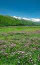 レンゲ畑と新緑の白馬連峰