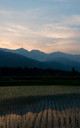 早苗田の夕景